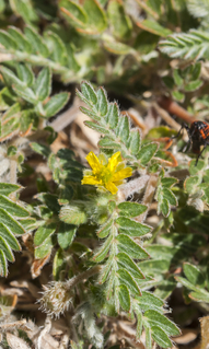 Tribulus