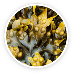 Bladderwrack Powder for sex