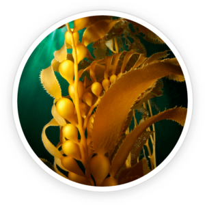 Kelp Powder for male health