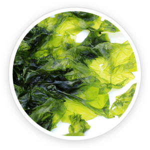 Nori Yaki Extract Powder for sex