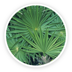 Saw Palmetto sex benefits